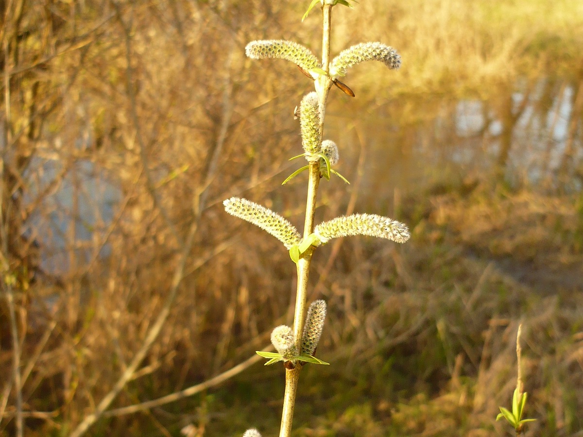 Salix purpurea (Salicaceae)